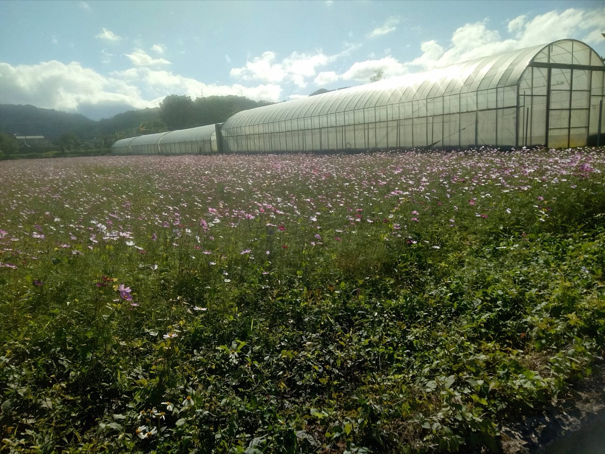 莊文鑫溫室工程 - 桃園八德網室搭建 | 防蟲農業溫室 | 大棚工程